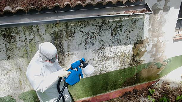 Trusted Attic Mold Removal service in Woodland, NC - Cheap Mold Removal